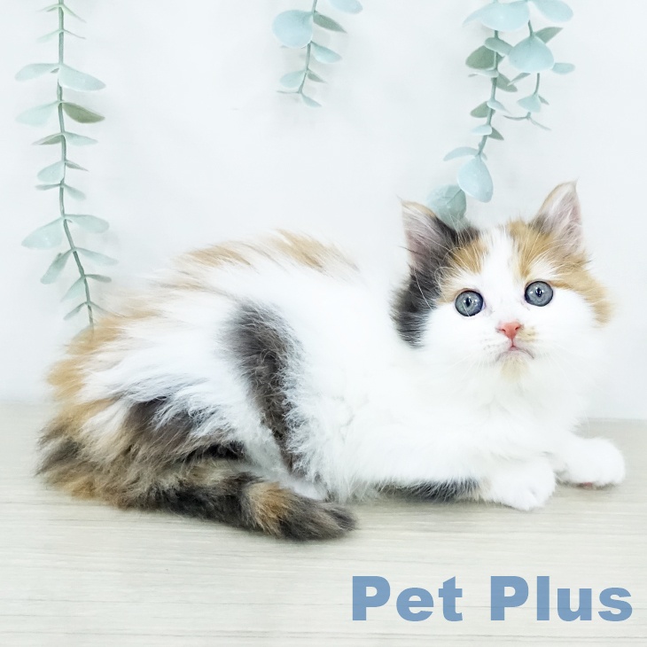 茨城県のアメリカンカール (ペットプラス つくば店/2025年10月27日生まれ/女の子/キャリコ)の子猫の1枚目の画像