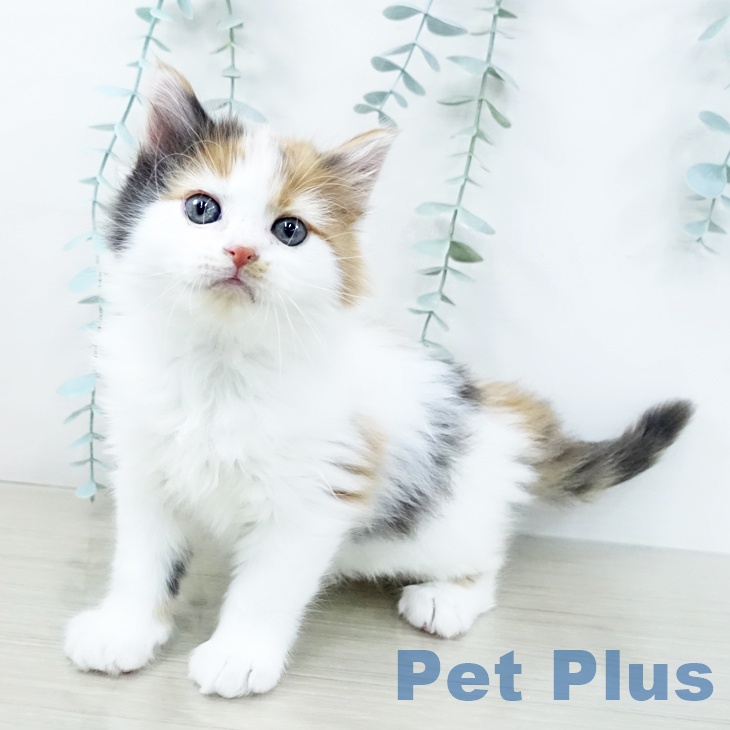 茨城県のアメリカンカール (ペットプラス つくば店/2025年10月27日生まれ/女の子/キャリコ)の子猫の2枚目の画像