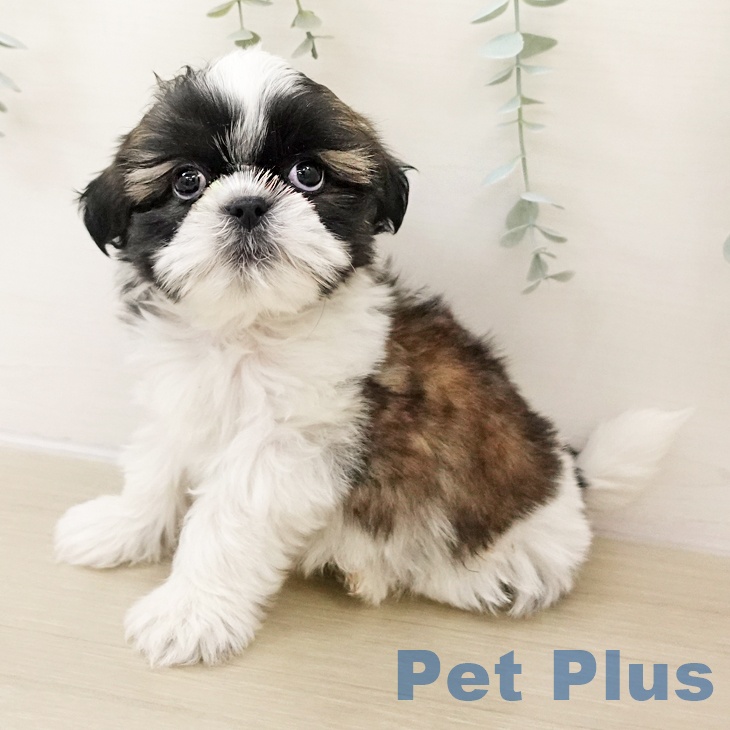 神奈川県のシーズー (ペットプラス 武蔵小杉店/2025年10月27日生まれ/男の子/ホワイトゴールド)の子犬の1枚目の画像