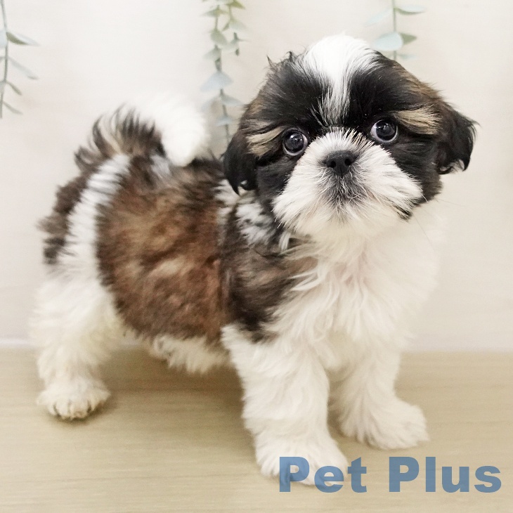 神奈川県のシーズー (ペットプラス 武蔵小杉店/2025年10月27日生まれ/男の子/ホワイトゴールド)の子犬の2枚目の画像