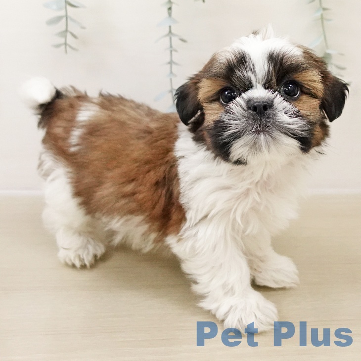 神奈川県のシーズー (ペットプラス 川崎ルフロン店/2025年10月27日生まれ/男の子/ホワイトゴールド)の子犬の1枚目の画像