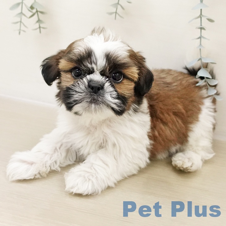 神奈川県のシーズー (ペットプラス 川崎ルフロン店/2025年10月27日生まれ/男の子/ホワイトゴールド)の子犬の2枚目の画像