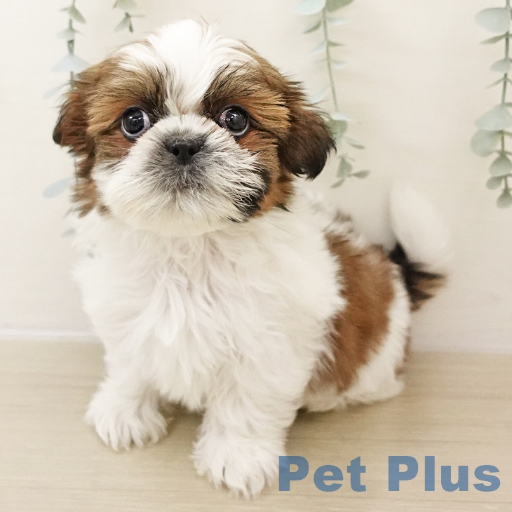 シー・ズーの写真2