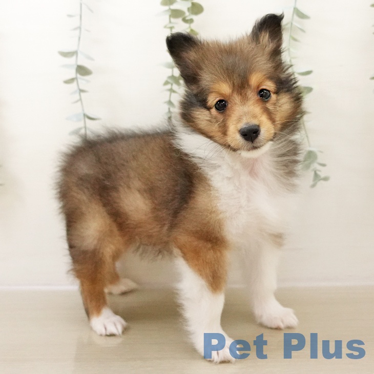 埼玉県のシェットランドシープドッグ (ペットプラス ららぽーと富士見店/2025年10月27日生まれ/男の子/セーブルホワイト)の子犬