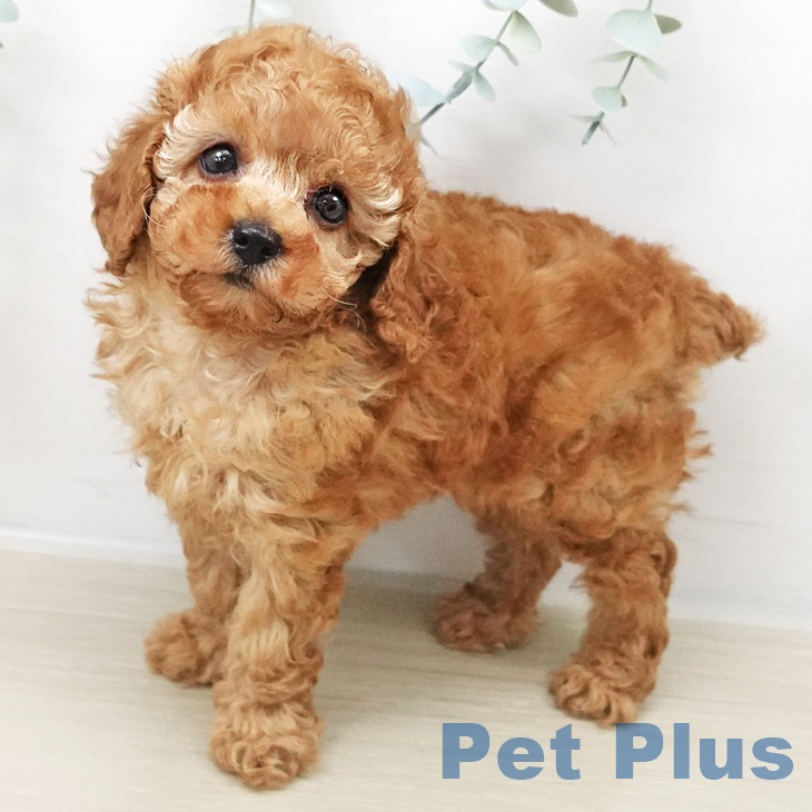 福島県のトイプードル(トイ) (ペットプラス 福島店/2025年10月27日生まれ/女の子/アプリコット)の子犬の1枚目の画像