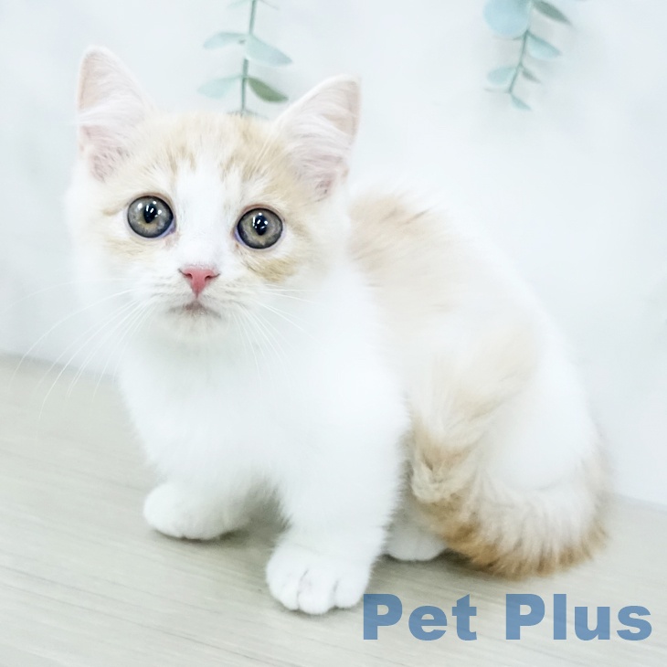 ミヌエットの写真2