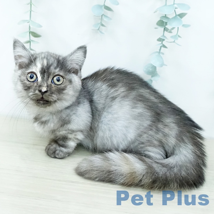 埼玉県のミヌエット (ペットプラス クレアモール川越店/2025年10月20日生まれ/女の子/トーティー)の子猫の1枚目の画像