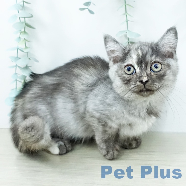 埼玉県のミヌエット (ペットプラス クレアモール川越店/2025年10月20日生まれ/女の子/トーティー)の子猫の2枚目の画像