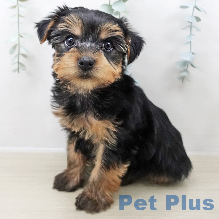 埼玉県のヨークシャーテリア (ペットプラス 与野店/2025年10月25日生まれ/男の子/スチールブルータン)の子犬