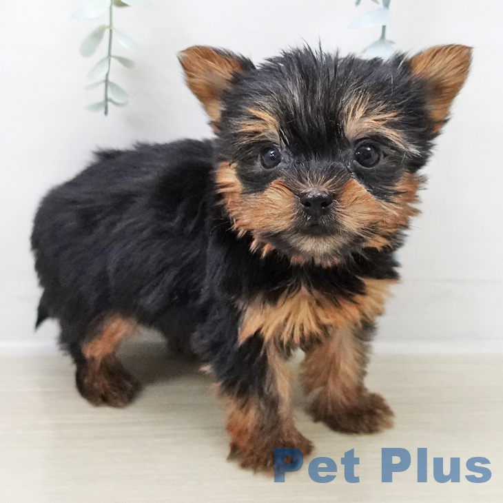 長野県のヨークシャーテリア (ペットプラス 須坂店/2025年10月25日生まれ/男の子/スチールブルータン)の子犬の1枚目の画像