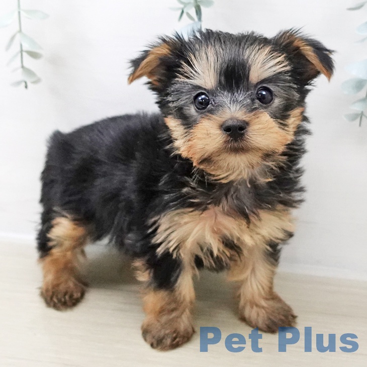 埼玉県のヨークシャーテリア (ペットプラス ららぽーと新三郷店/2025年10月25日生まれ/女の子/スチールブルータン)の子犬の1枚目の画像
