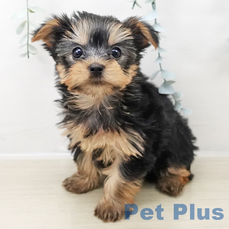 埼玉県のヨークシャーテリア (ペットプラス ららぽーと新三郷店/2025年10月25日生まれ/女の子/スチールブルータン)の子犬の2枚目の画像