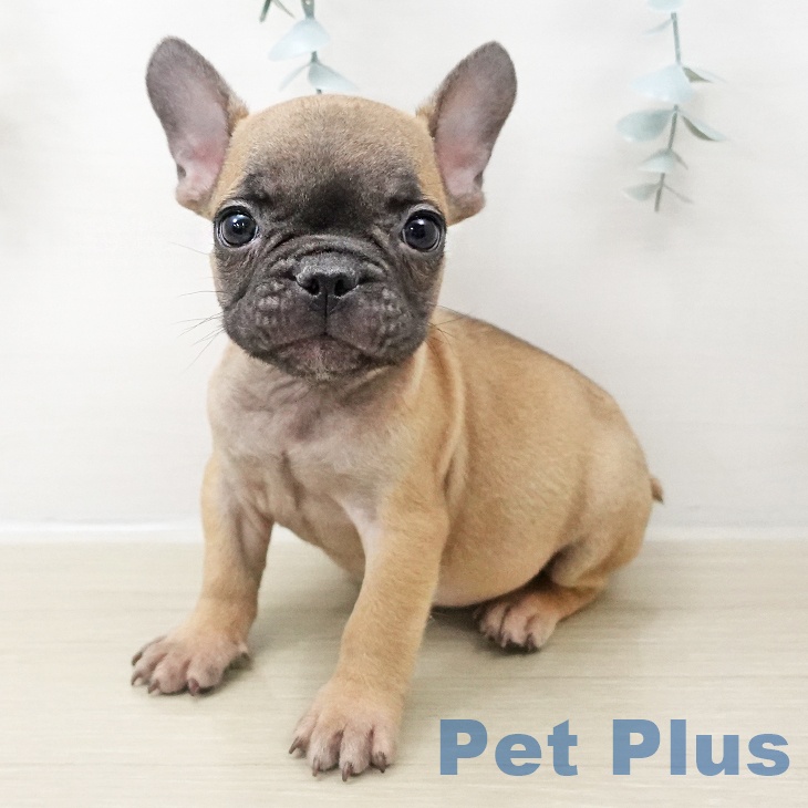 千葉県のフレンチブルドッグ (ペットプラス コトエ流山おおたかの森店/2025年10月25日生まれ/男の子/フォーン)の子犬の1枚目の画像