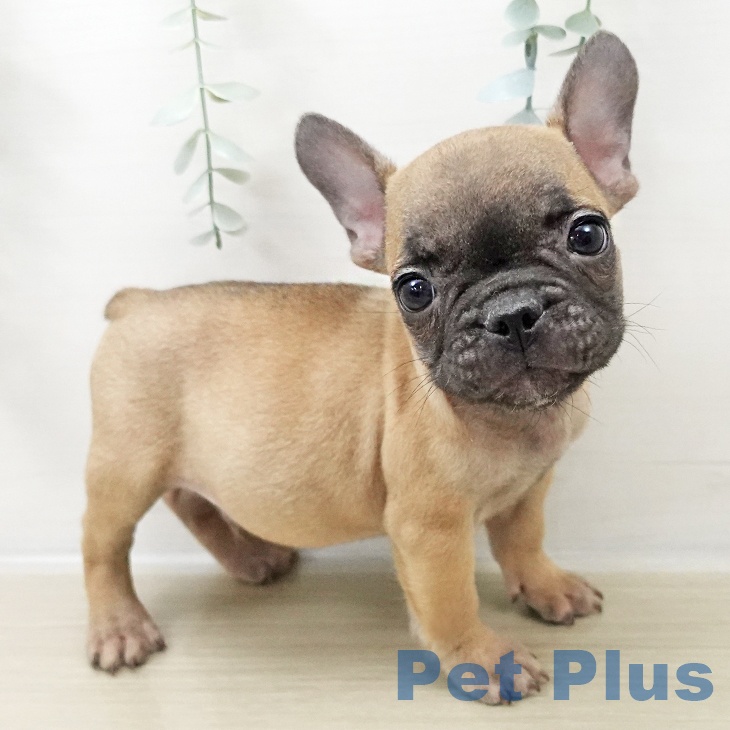 千葉県のフレンチブルドッグ (ペットプラス コトエ流山おおたかの森店/2025年10月25日生まれ/男の子/フォーン)の子犬の2枚目の画像