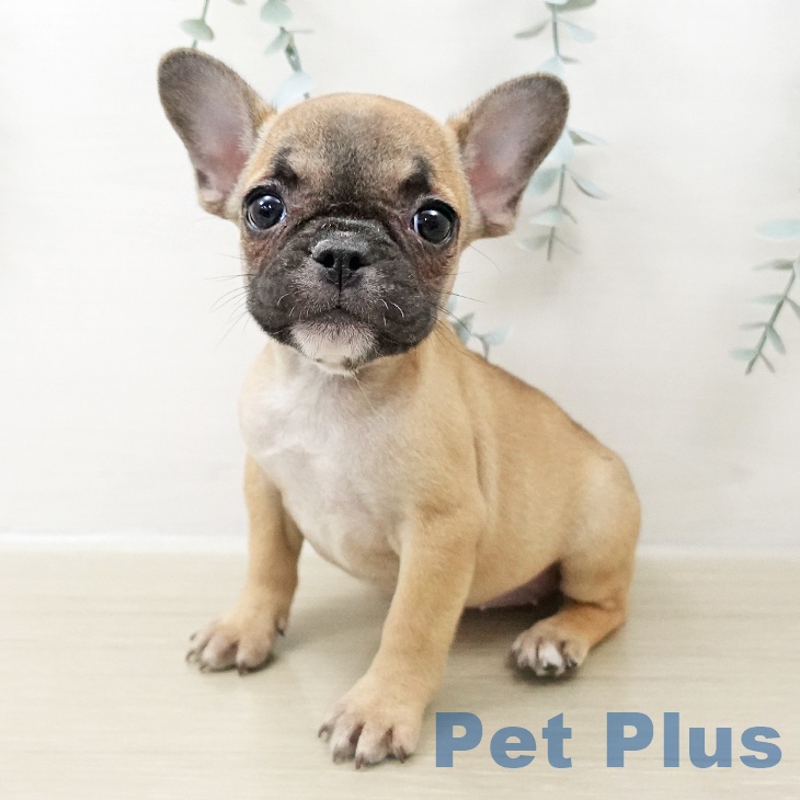 東京都のフレンチブルドッグ (ペットプラス 東久留米店/2025年10月25日生まれ/女の子/フォーン)の子犬の1枚目の画像