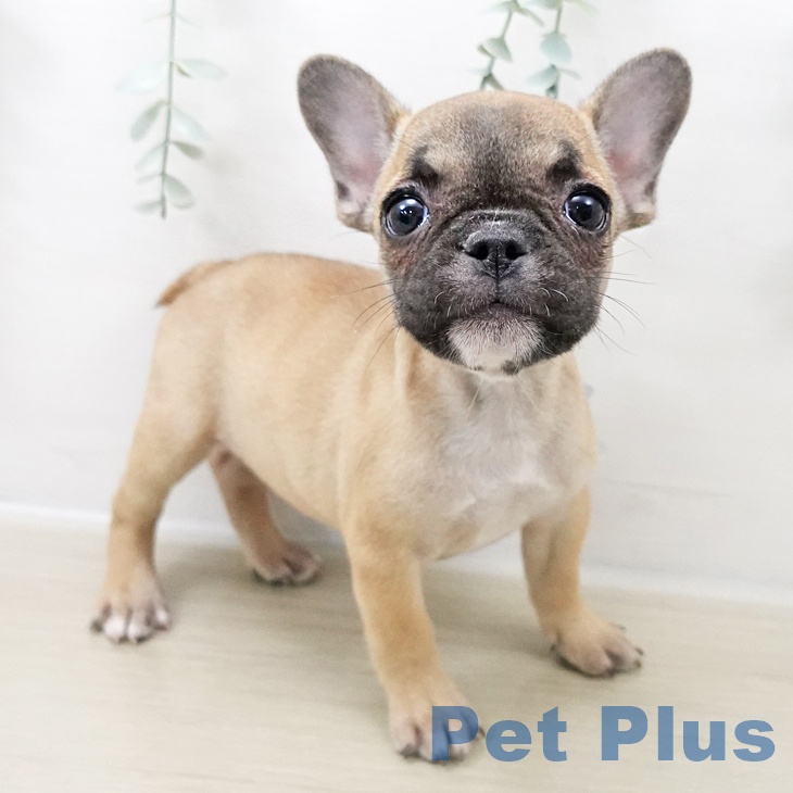 東京都のフレンチブルドッグ (ペットプラス 東久留米店/2025年10月25日生まれ/女の子/フォーン)の子犬の2枚目の画像