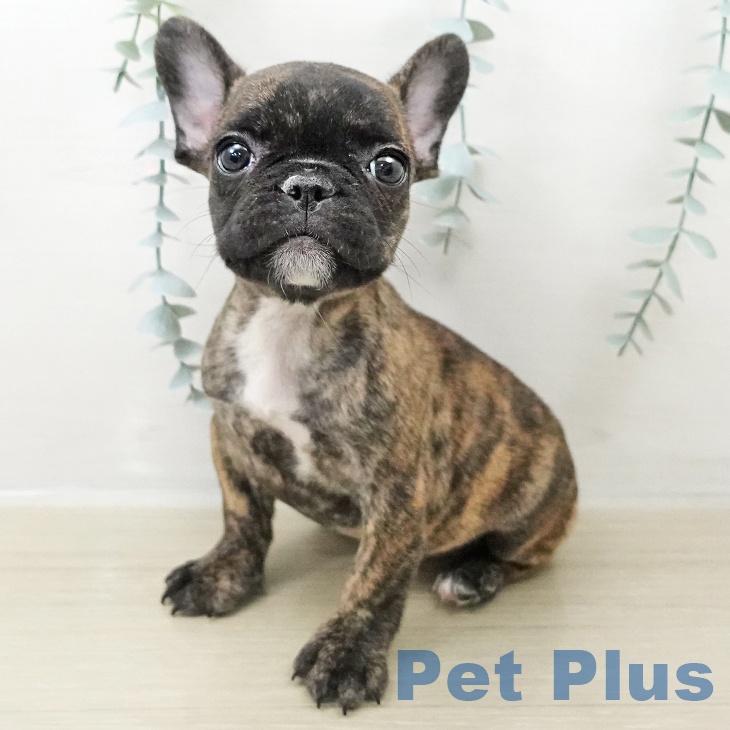 千葉県のフレンチブルドッグ (ペットプラス 成田店/2025年10月25日生まれ/女の子/ブリンドル)の子犬の1枚目の画像