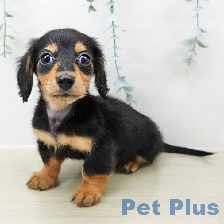 山梨県のミニチュアダックスフンド(ロング) (ペットプラス 甲府昭和店/2025年10月25日生まれ/男の子/ブラックタン)の子犬の1枚目の画像