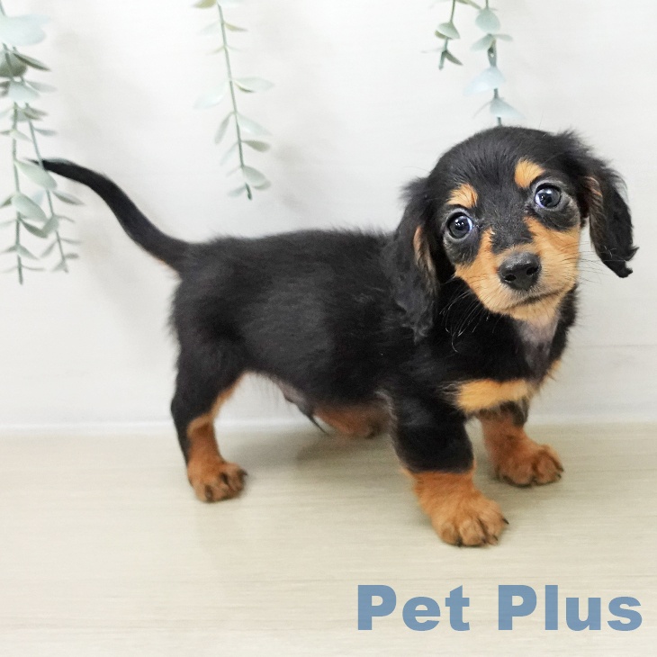 山梨県のミニチュアダックスフンド(ロング) (ペットプラス 甲府昭和店/2025年10月25日生まれ/男の子/ブラックタン)の子犬の2枚目の画像