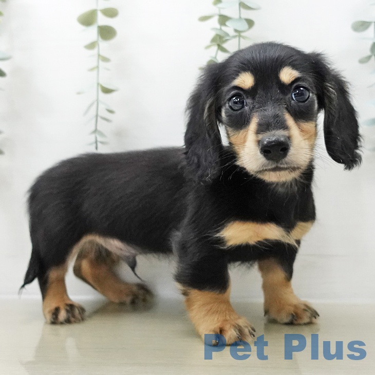 東京都のミニチュアダックスフンド(ロング) (ペットプラス 立川高島屋S.C.店/2025年10月25日生まれ/男の子/ブラックイエロー)の子犬の1枚目の画像