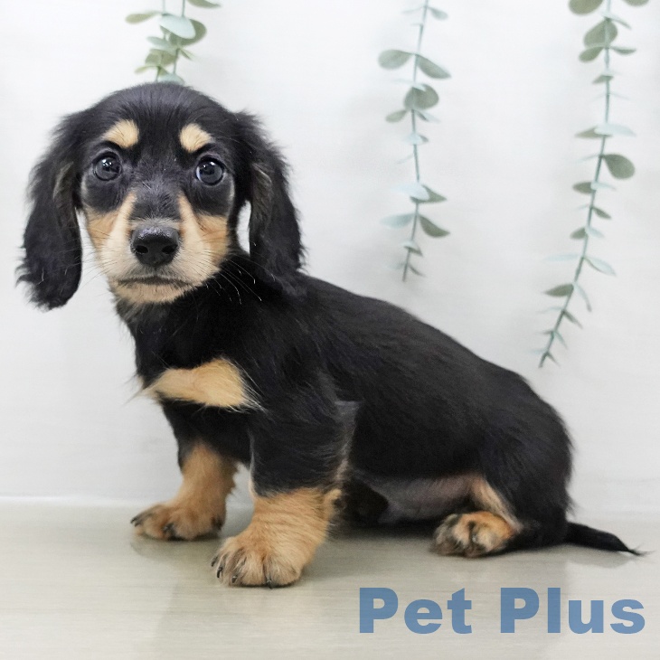 東京都のミニチュアダックスフンド(ロング) (ペットプラス 立川高島屋S.C.店/2025年10月25日生まれ/男の子/ブラックイエロー)の子犬の2枚目の画像