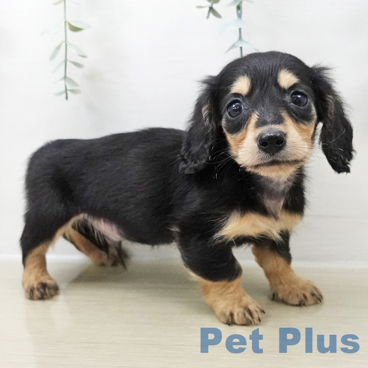 千葉県のミニチュアダックスフンド(ロング) (ペットプラス 幕張新都心店/2025年10月25日生まれ/男の子/ブラックイエロー)の子犬の1枚目の画像