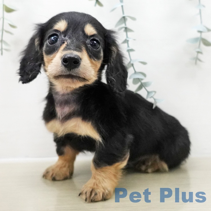 千葉県のミニチュアダックスフンド(ロング) (ペットプラス 幕張新都心店/2025年10月25日生まれ/男の子/ブラックイエロー)の子犬の2枚目の画像