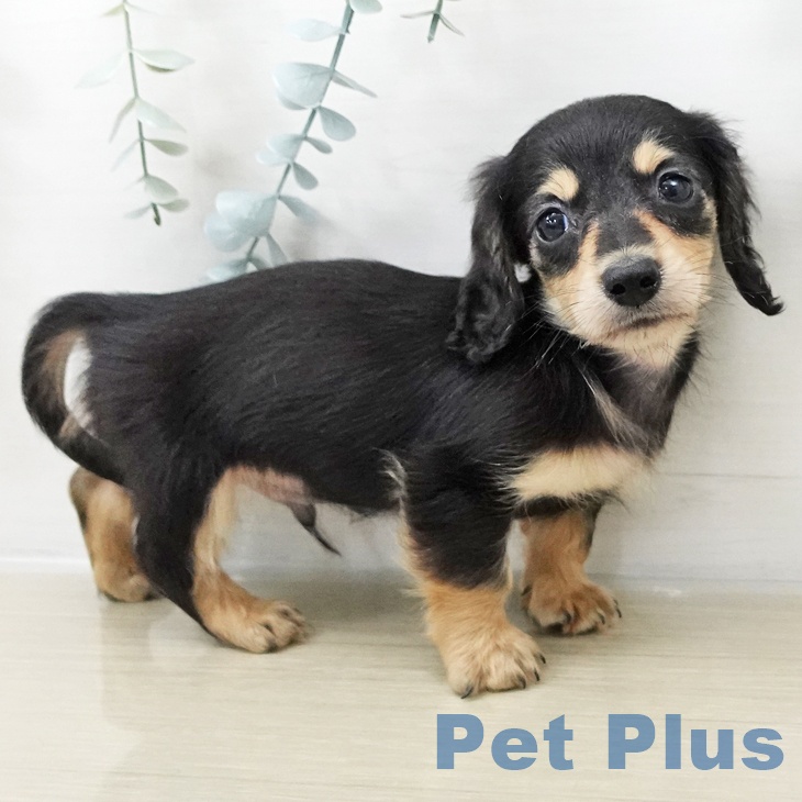 岩手県のミニチュアダックスフンド(ロング) (ペットプラス 盛岡南店/2025年10月25日生まれ/男の子/ブラックイエロー)の子犬の1枚目の画像
