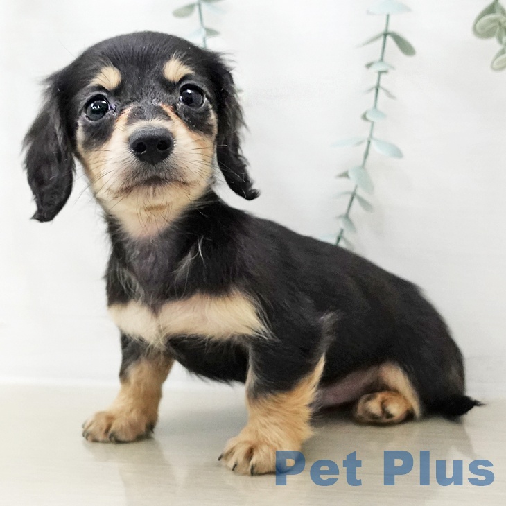 岩手県のミニチュアダックスフンド(ロング) (ペットプラス 盛岡南店/2025年10月25日生まれ/男の子/ブラックイエロー)の子犬の2枚目の画像