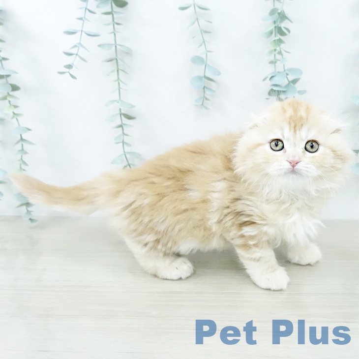 山梨県のスコティッシュフォールド (ペットプラス 甲府国母店/2025年10月25日生まれ/男の子/レッドタビー)の子猫の1枚目の画像