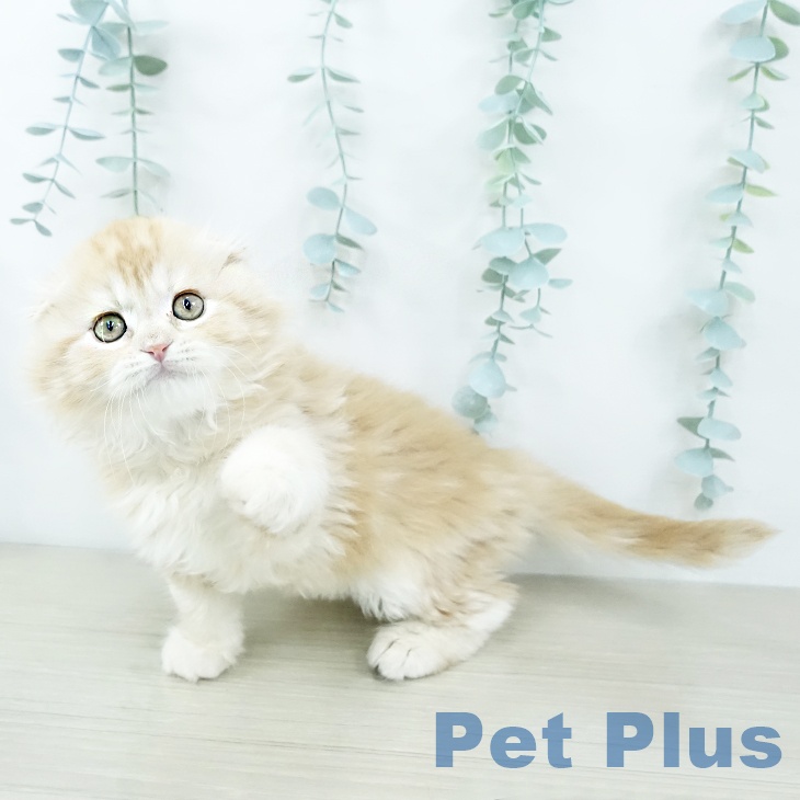 山梨県のスコティッシュフォールド (ペットプラス 甲府国母店/2025年10月25日生まれ/男の子/レッドタビー)の子猫の2枚目の画像