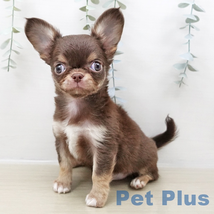 茨城県のチワワ(ロング) (ペッツワン 阿見店/2025年10月25日生まれ/女の子/チョコレートタンホワイト)の子犬の1枚目の画像