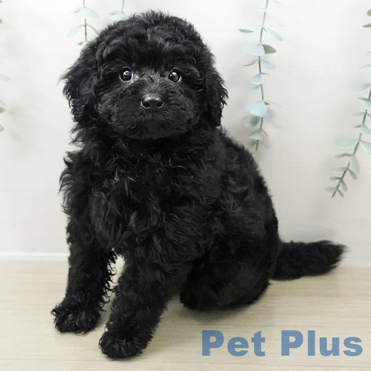 茨城県のトイプードル(トイ) (ペッツワン 阿見店/2025年10月28日生まれ/男の子/ブラック)の子犬の1枚目の画像