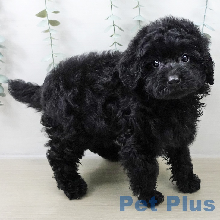 茨城県のトイプードル(トイ) (ペッツワン 阿見店/2025年10月28日生まれ/男の子/ブラック)の子犬の2枚目の画像