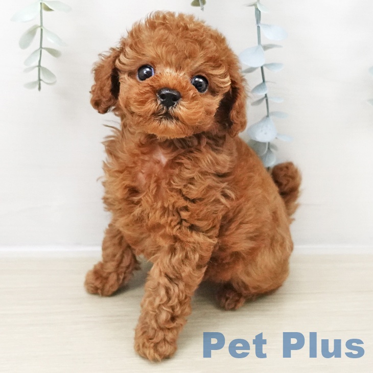 千葉県のトイプードル(トイ) (ペットプラス 幕張新都心店/2025年10月29日生まれ/男の子/レッド)の子犬の2枚目の画像