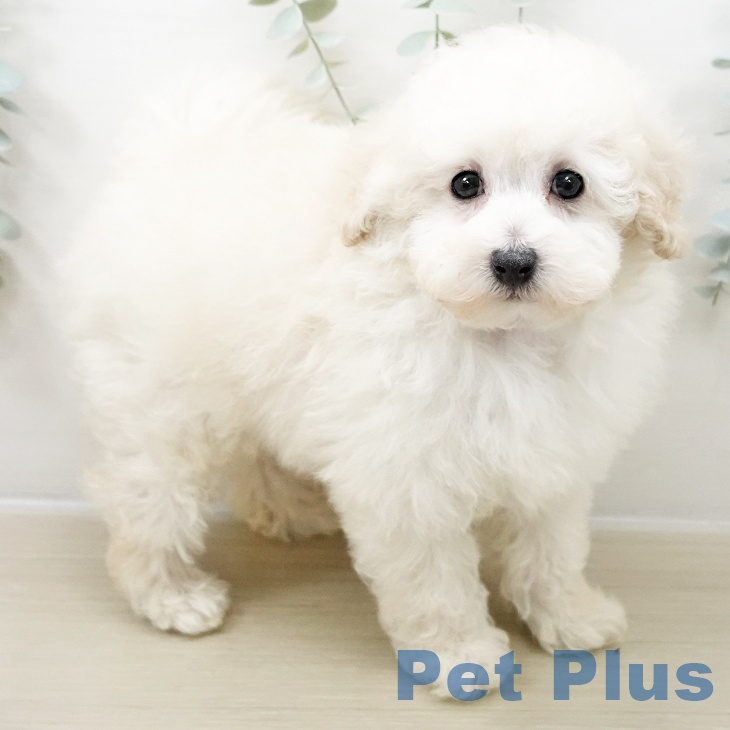埼玉県のトイプードル(トイ) (ペットプラス 所沢店/2025年10月28日生まれ/男の子/ホワイト)の子犬の1枚目の画像