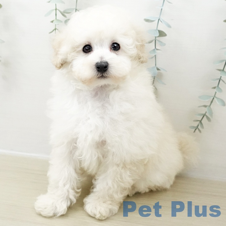 埼玉県のトイプードル(トイ) (ペットプラス 所沢店/2025年10月28日生まれ/男の子/ホワイト)の子犬の2枚目の画像