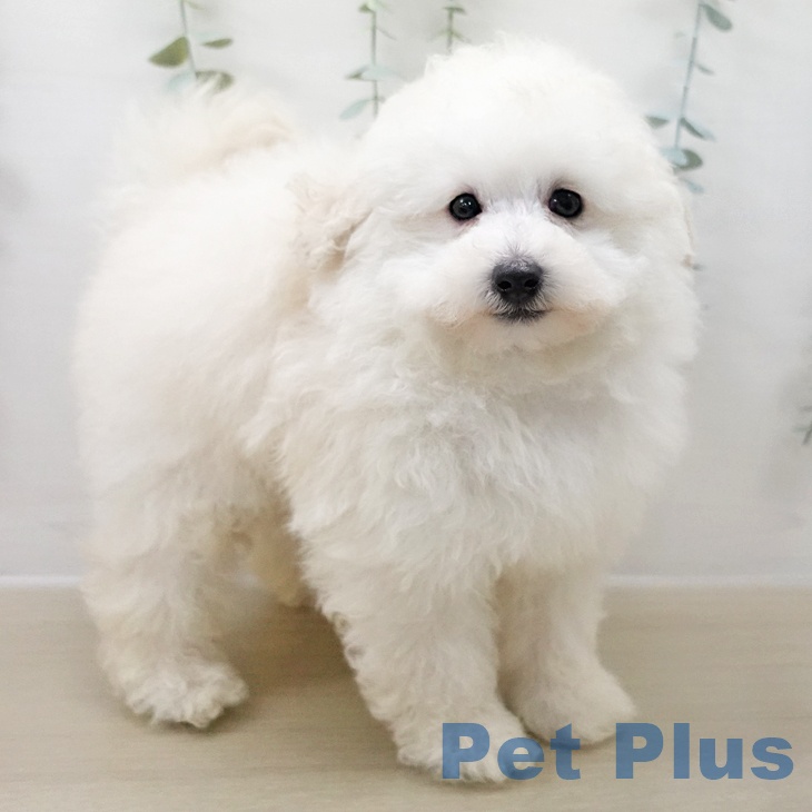 宮城県のトイプードル(トイ) (ペットプラス 仙台上杉店/2025年10月28日生まれ/男の子/ホワイト)の子犬の1枚目の画像