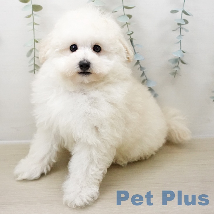 宮城県のトイプードル(トイ) (ペットプラス 仙台上杉店/2025年10月28日生まれ/男の子/ホワイト)の子犬の2枚目の画像
