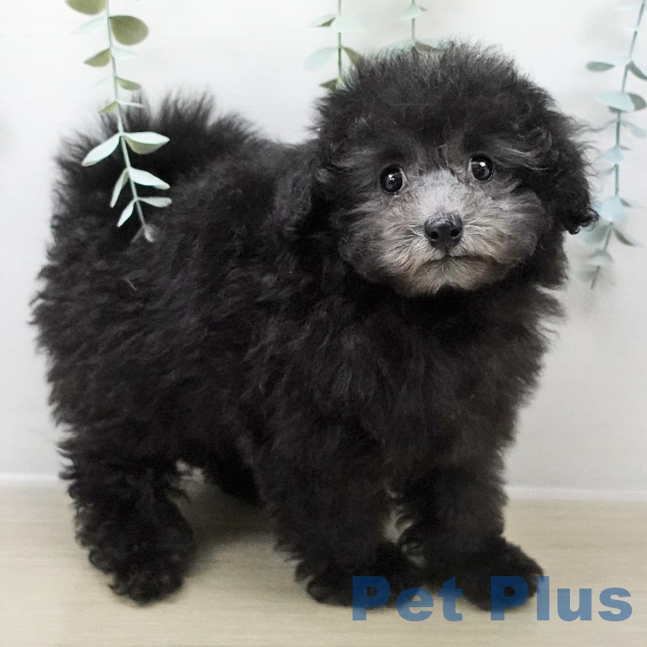 埼玉県のトイプードル(トイ) (ペットプラス 与野店/2025年10月28日生まれ/女の子/シルバー)の子犬の2枚目の画像