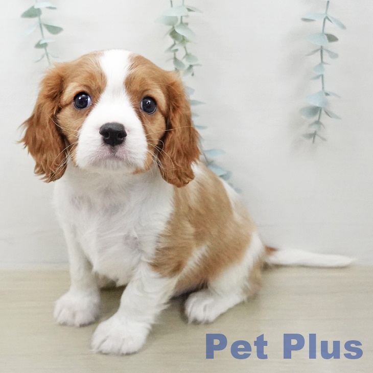 神奈川県のキャバリアキングチャールズスパニエル (ペットプラス 相模原並木店/2025年10月28日生まれ/男の子/ブレンハイム)の子犬の1枚目の画像