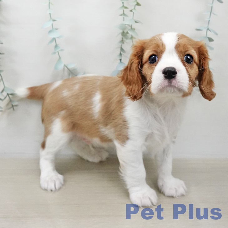 神奈川県のキャバリアキングチャールズスパニエル (ペットプラス 相模原並木店/2025年10月28日生まれ/男の子/ブレンハイム)の子犬の2枚目の画像