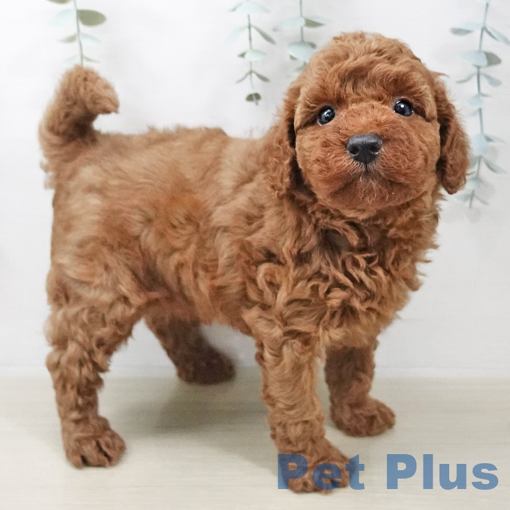 千葉県のトイプードル(トイ) (ペットプラス ユーカリが丘店/2025年10月29日生まれ/男の子/レッド)の子犬の1枚目の画像