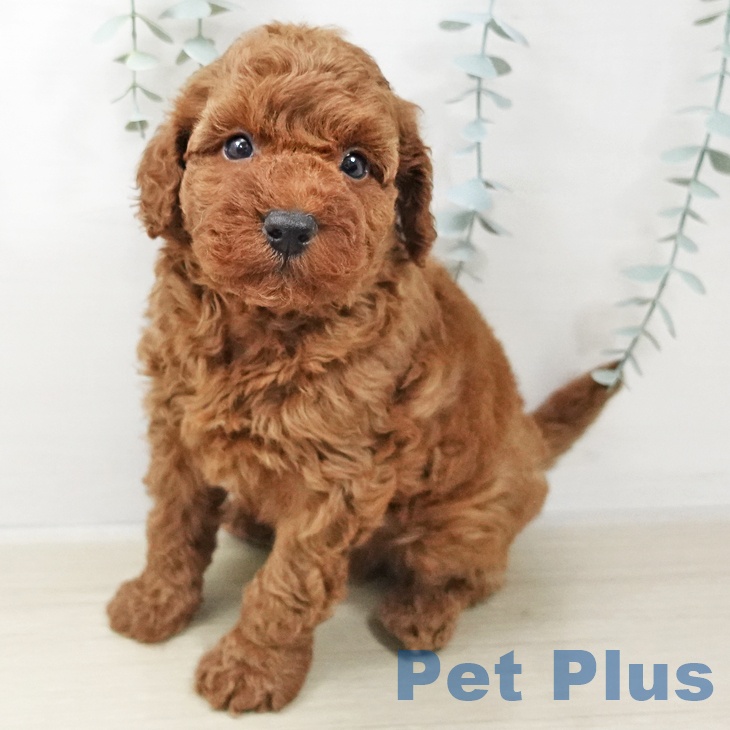 千葉県のトイプードル(トイ) (ペットプラス ユーカリが丘店/2025年10月29日生まれ/男の子/レッド)の子犬の2枚目の画像