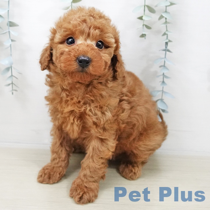 神奈川県のトイプードル(トイ) (ペッツワン 横須賀久里浜店/2025年10月29日生まれ/男の子/レッド)の子犬の1枚目の画像
