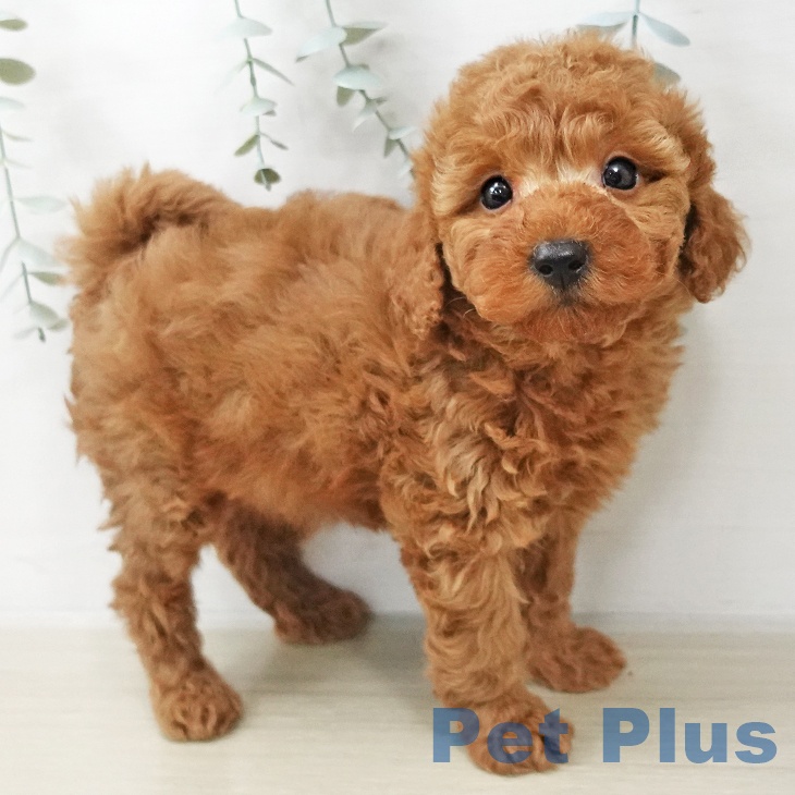 神奈川県のトイプードル(トイ) (ペッツワン 横須賀久里浜店/2025年10月29日生まれ/男の子/レッド)の子犬の2枚目の画像