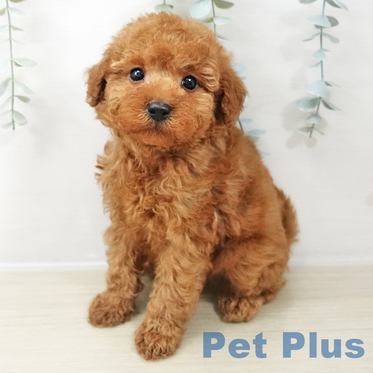 東京都のトイプードル(トイ) (ペットプラス 立川高島屋S.C.店/2025年10月29日生まれ/男の子/レッド)の子犬の1枚目の画像