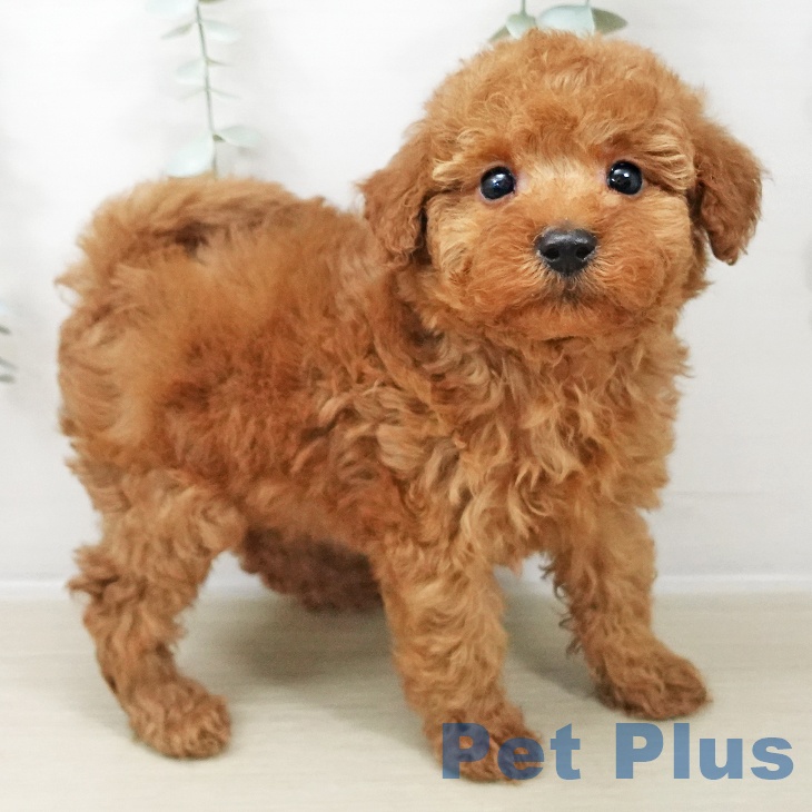 東京都のトイプードル(トイ) (ペットプラス 立川高島屋S.C.店/2025年10月29日生まれ/男の子/レッド)の子犬の2枚目の画像