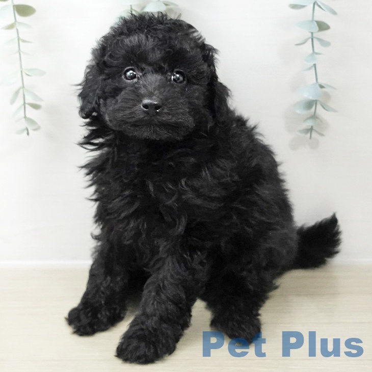 神奈川県のトイプードル(トイ) (ペットプラス 座間店/2025年10月29日生まれ/男の子/ブラック)の子犬