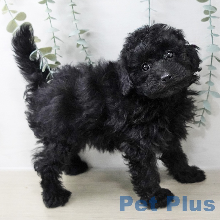 神奈川県のトイプードル(トイ) (ペットプラス 座間店/2025年10月29日生まれ/男の子/ブラック)の子犬の2枚目の画像